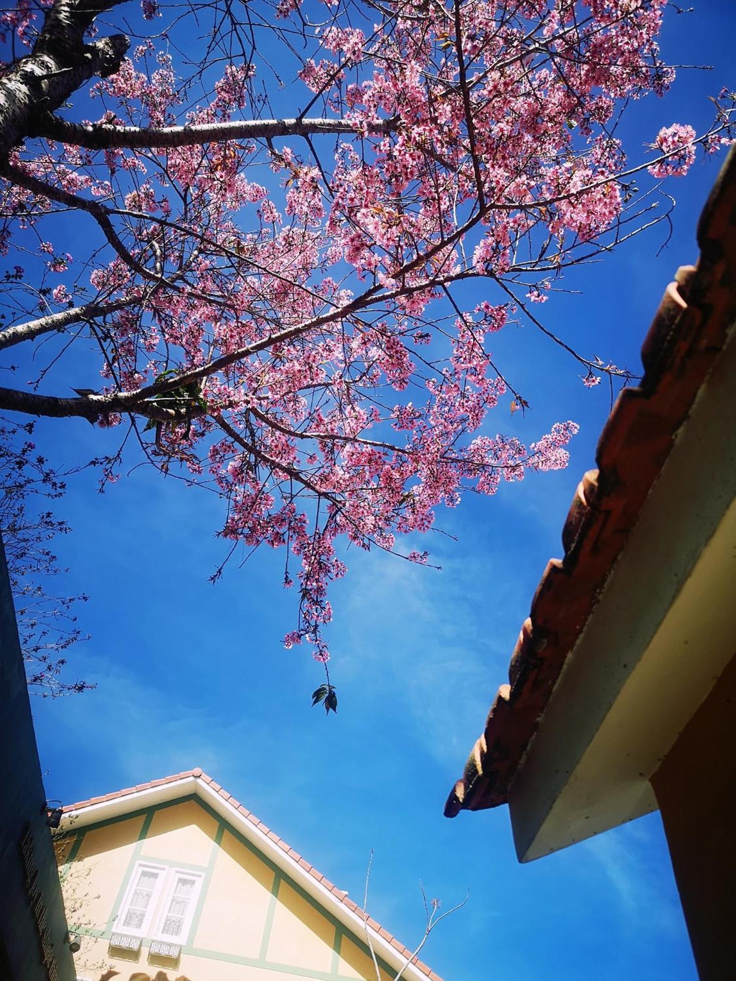 Bich Dao Boutique - Dalat Hotel Kültér fotó